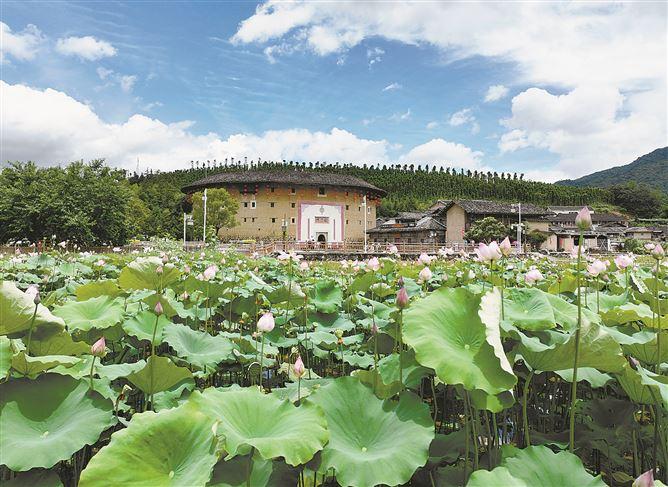 荷韵清香 夏意满塘